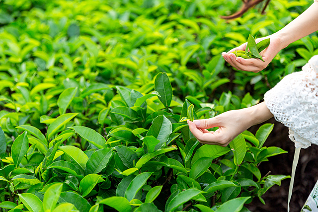 茶葉、種植、茶園-康興醫(yī)療器械官網(wǎng)